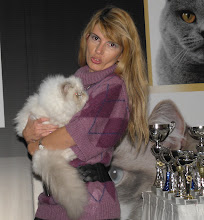 Cat Show