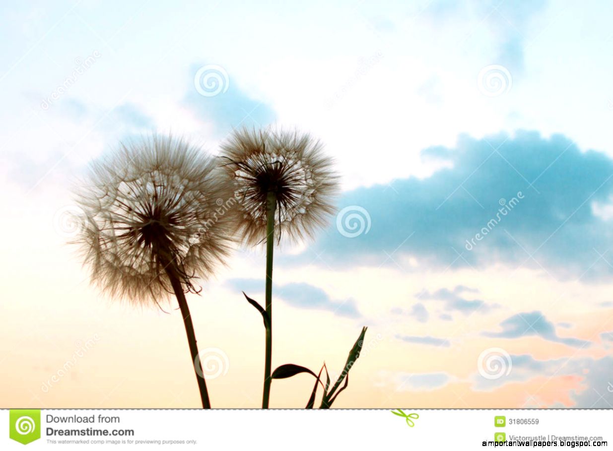 Beautiful Background With Flowers Wallpaper Royalty Free Stock Beautiful Background With Flowers Wallpaper Royalty Free Stock