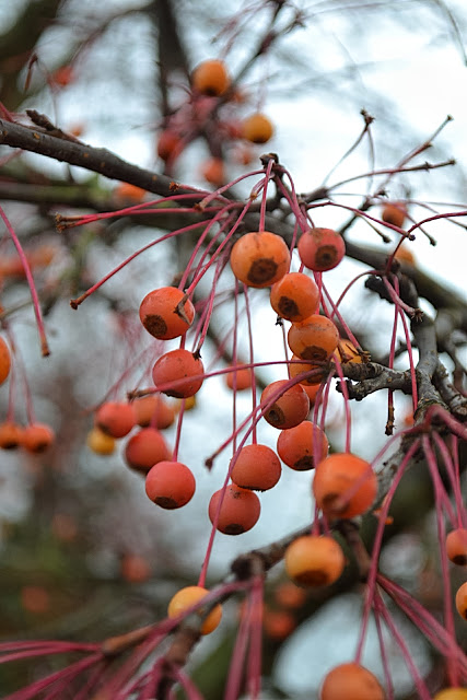 The Outlaw Gardener Cotoneaster Parneyi Lacteus My Favorite