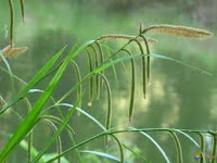 Carex pendula