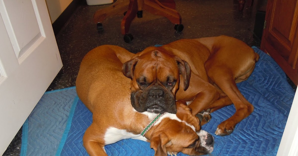 Lucy, Duke & Their Humans 2 Boxers Are Definitely Better Than One...
