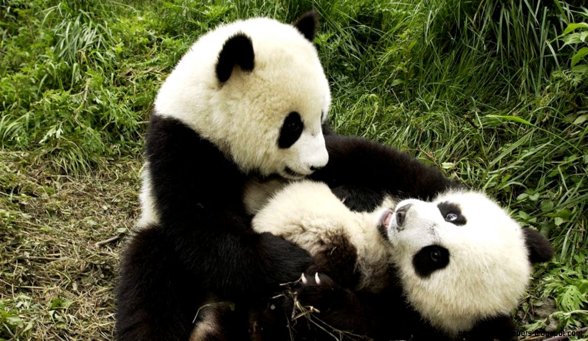 Panda Playing With His New  Giant Panda   YouTube Panda Playing With His New  Giant Panda   YouTube