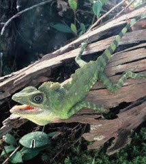 Batang Toru Frog Species