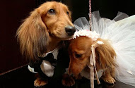 Bodas para sus Mascotas!