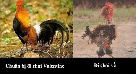 ẢNH CHẾ THƠ CHẾ NGÀY VALENTINE 14/2 