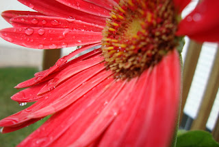 flower in rain