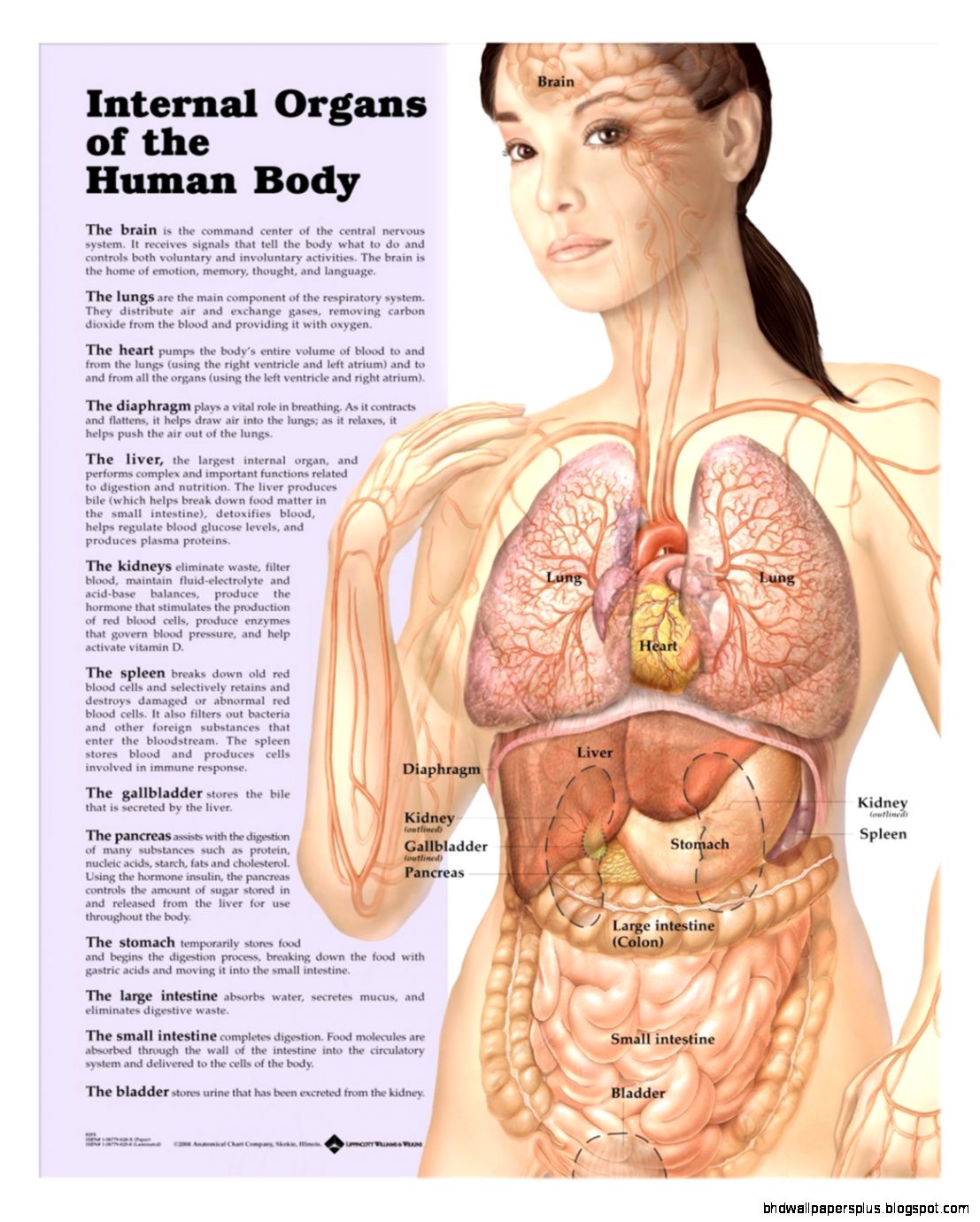 Internal Organs of the Human Body Anatomical Chart Anatomy Internal Organs of the Human Body Anatomical Chart Anatomy