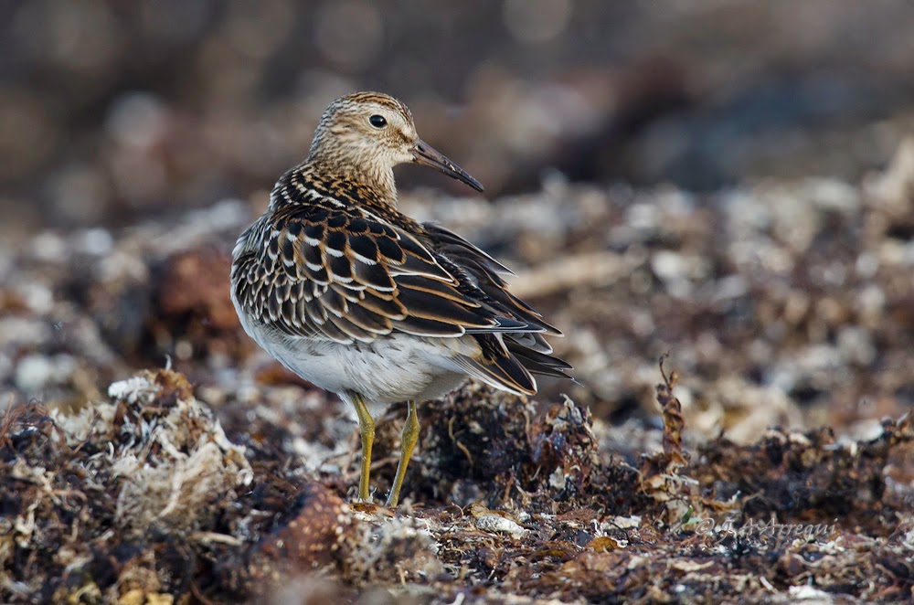 Correlimos pectoral, Calidris melanotos, Pectoral Sandpiper Correlimos pectoral, Calidris melanotos, Pectoral Sandpiper
