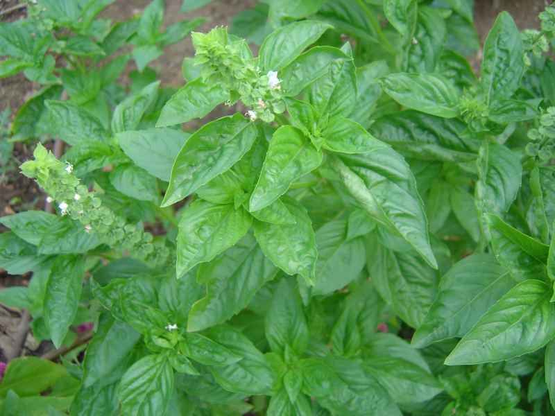 HERBS"ALL ABOUT MANJERICAO (BASIL)" Mami Knows Best Puerto Rican