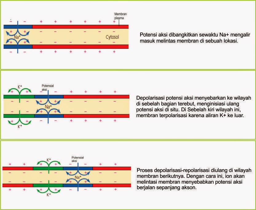 Biology Insight Penghantaran Impuls