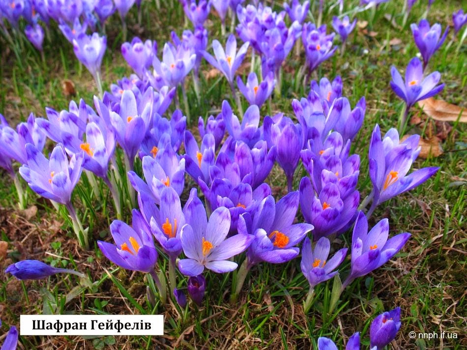 Лісові рослини України