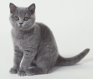 Chartreux Cat Pictures