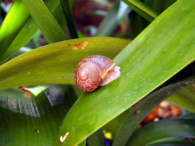 Snail on a plant leaf - Hotel Del Coronado, Coronado, California 