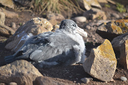 Giant petrel on Steeple Jason