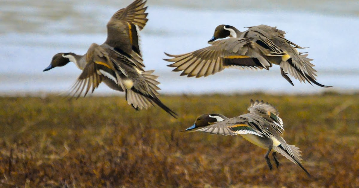 Nature's Realm Wildlife Photography Northern Pintail Ducks