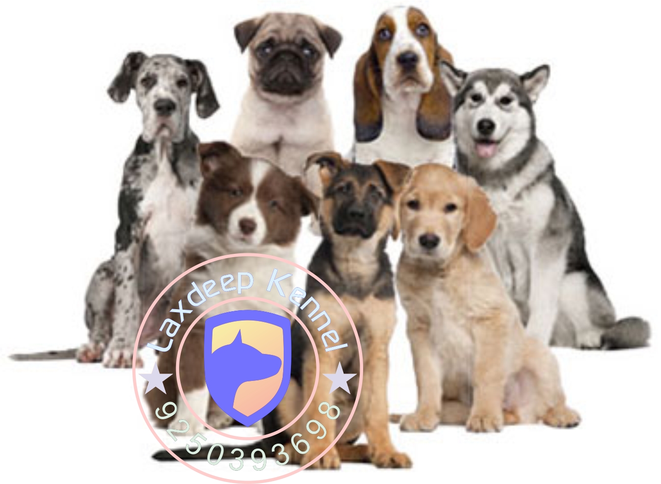 Delhi Pet Shop 9990038298