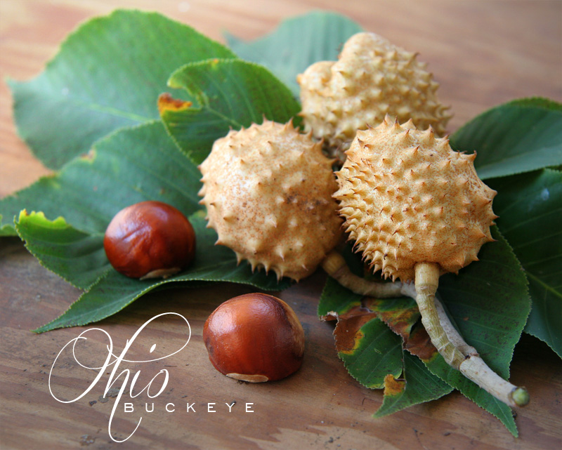 Nessy Designs Ohio Buckeye