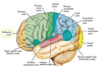 Pengobatan Kanker Otak [ www.BlogApaAja.com ]