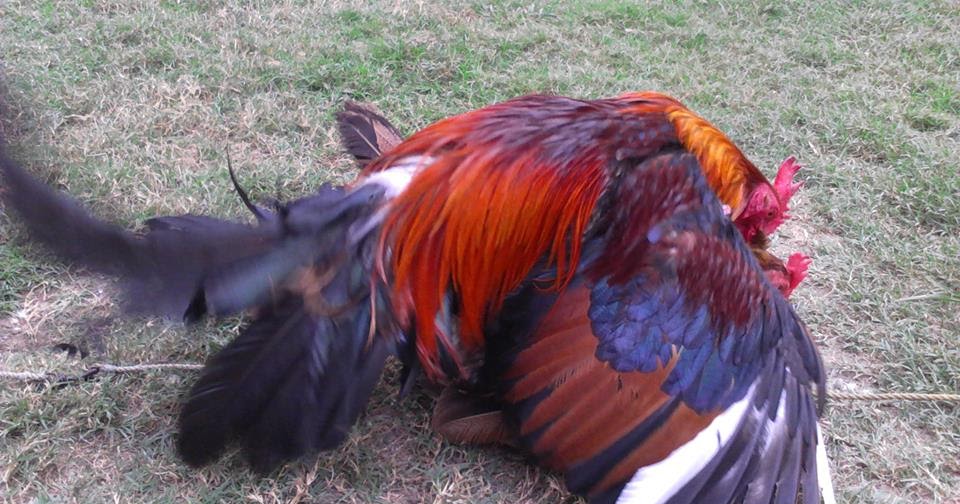 Gamefowl 101 Everything You Want To Know About Gamefowls 21 Days