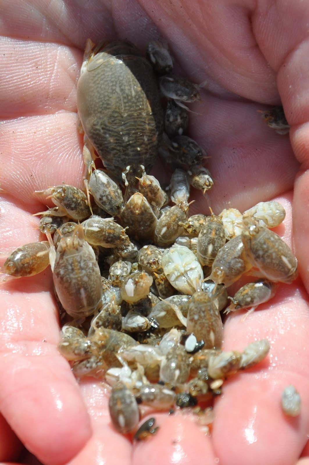 Ocean Guardians: Pacific Mole Crab