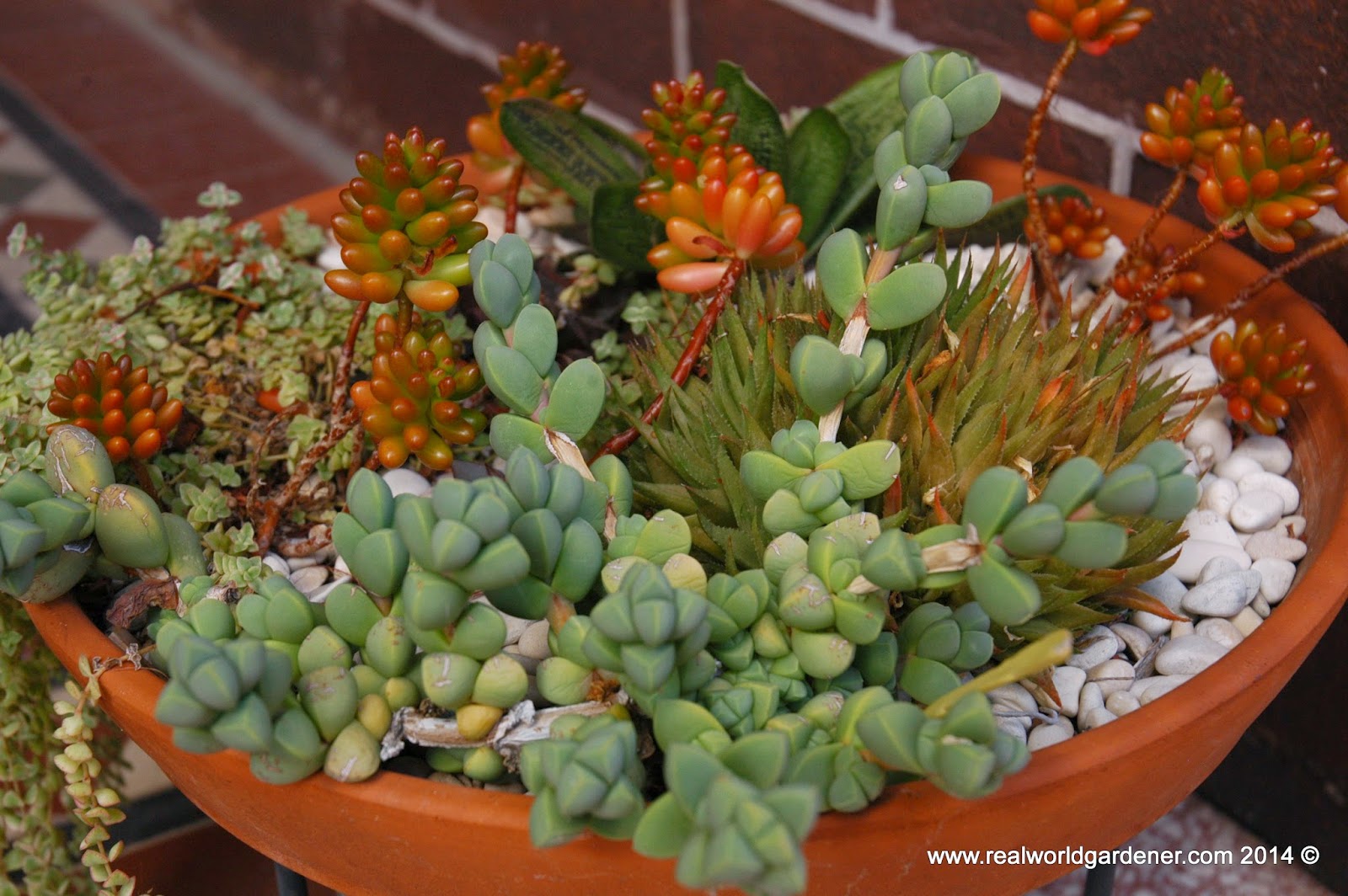 Real World Gardener Create a Succulent Garden in Design Elements