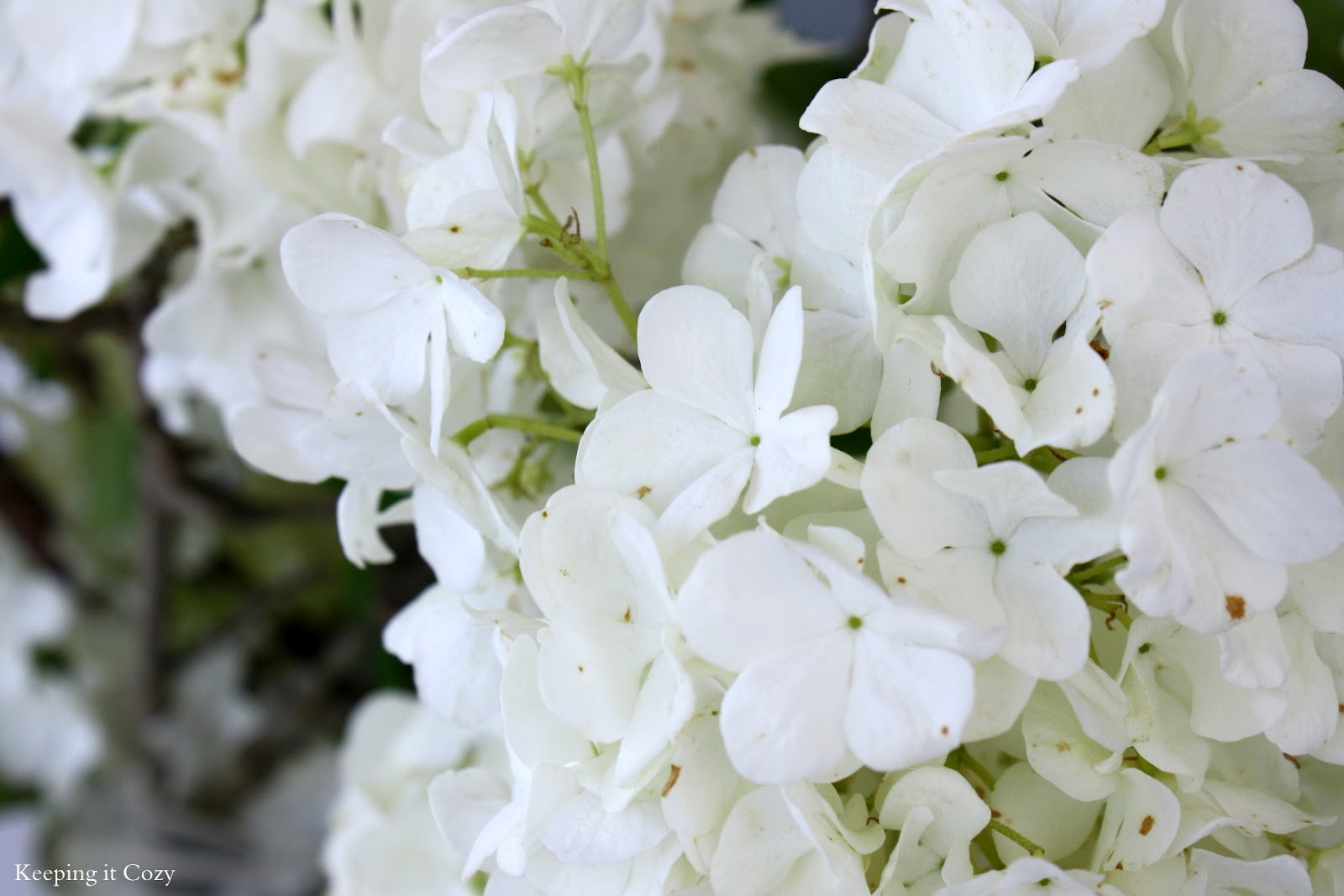 Tip To Keeping Cut Hydrangeas Looking Fresh Love Of Family
