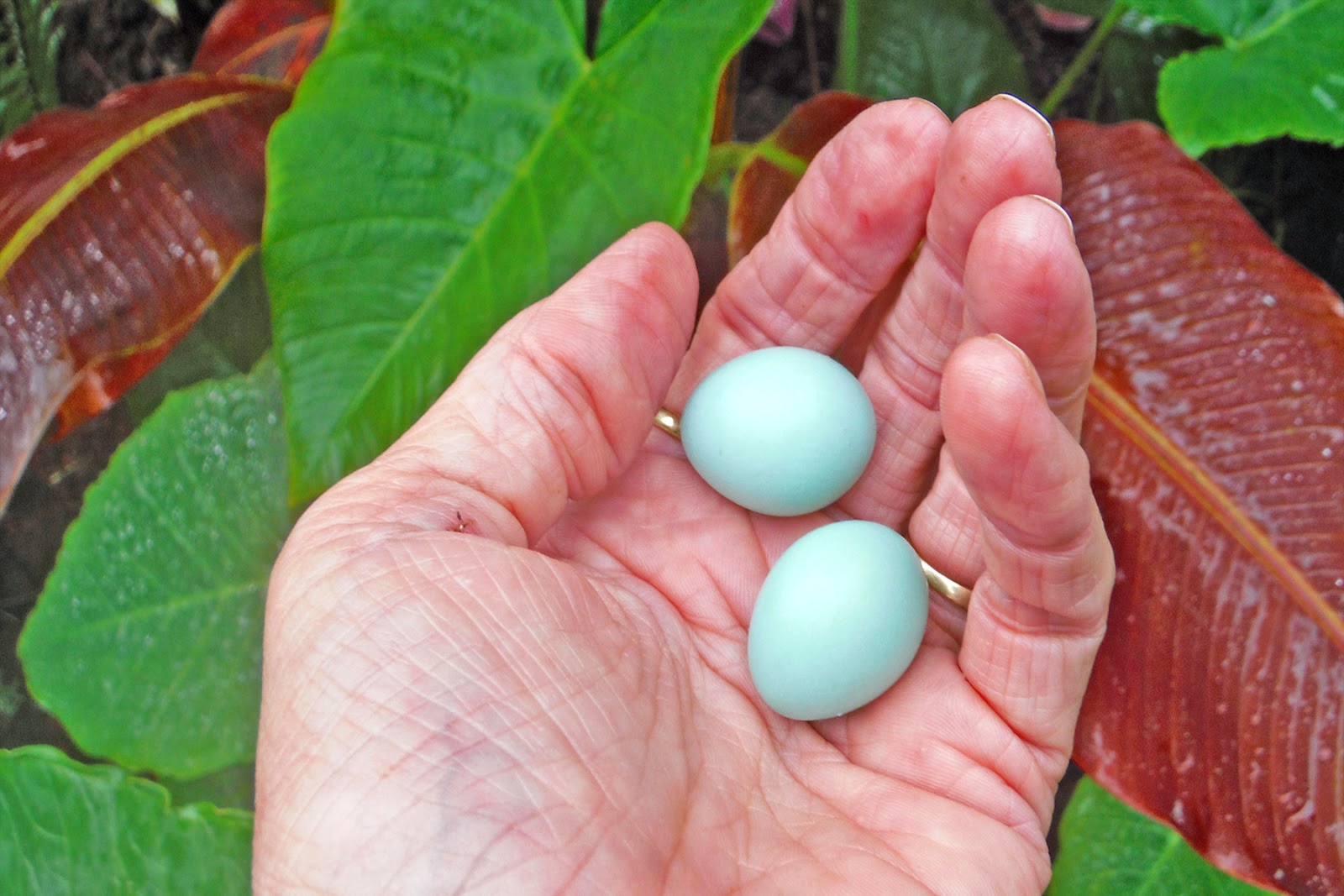 Haysmer Hawaii Early Easter Eggs