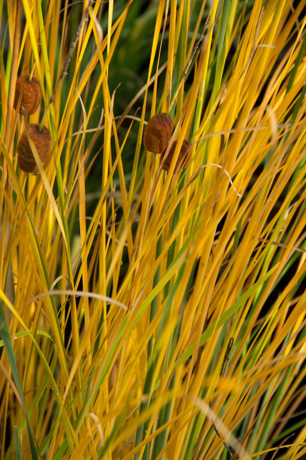 Winter Interest Shade Plants