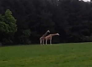 Giraffen Sex Fail