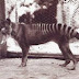 ΕΞΑΦΑΝΙΣΤΗΚΕ ΠΡΙΝ ΑΠΟ 80 ΧΡΟΝΙΑ Κρυπτοζωολόγοι βρήκαν την τίγρη της Τασμανίας