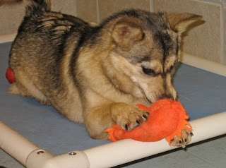 dog playing with toys