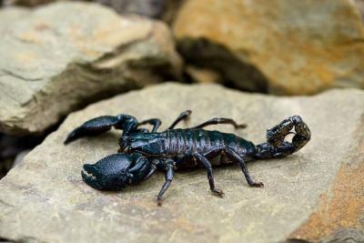 تعرفوا على العقرب الامبراطوري اكبر عقرب في العالم