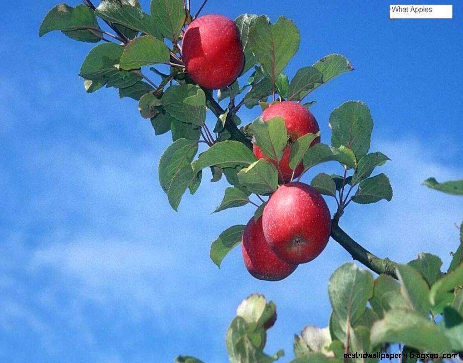 Beautiful Flower Free Download Beautiful Flower Free Download