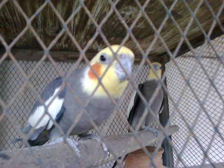 Cocktail Parrot For Sale In Karachi Pets For Sale In Pakistan