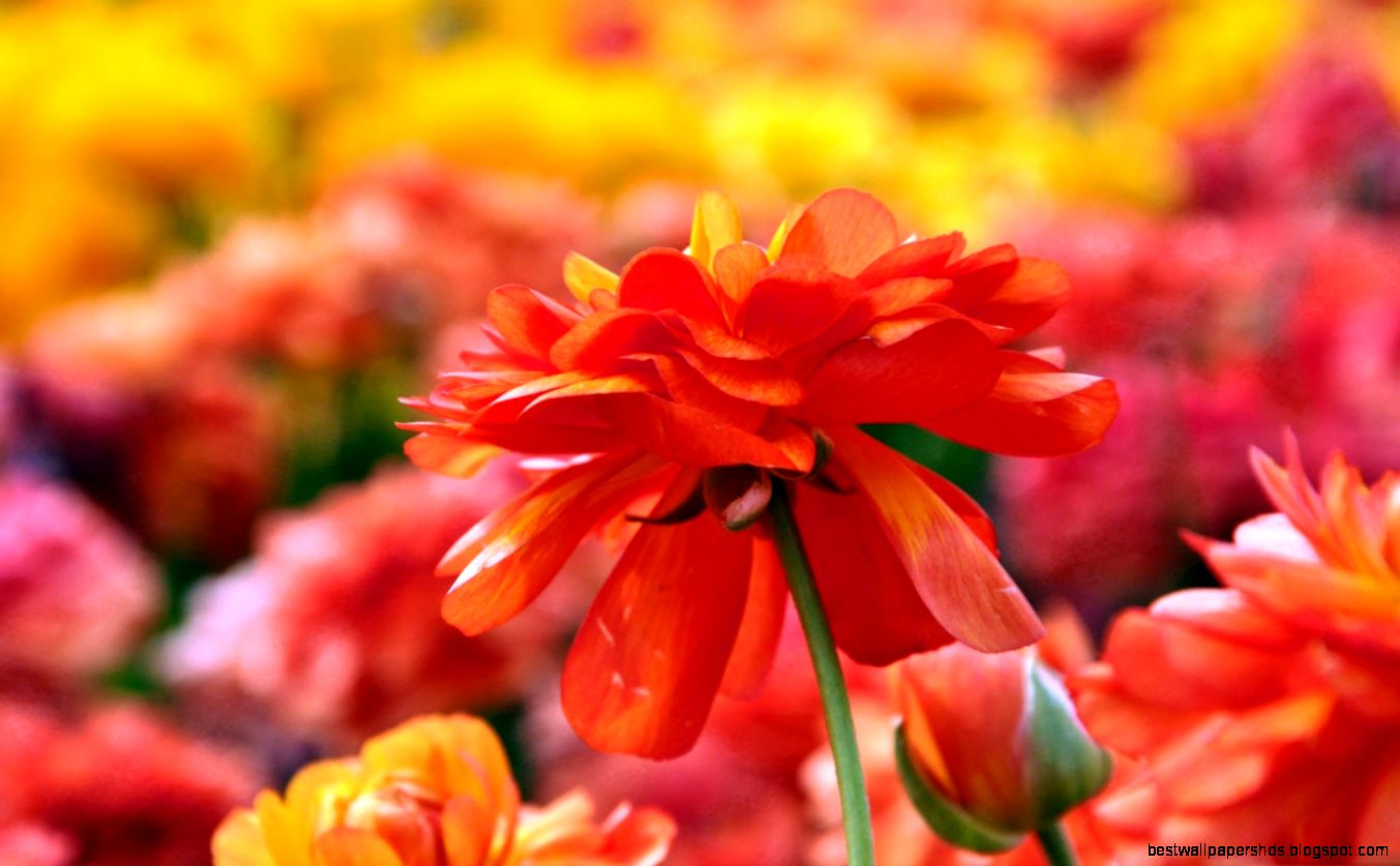 Theaeon Flower Mac Wallpaper Download Free Mac Wallpapers Download Theaeon Flower Mac Wallpaper Download Free Mac Wallpapers Download