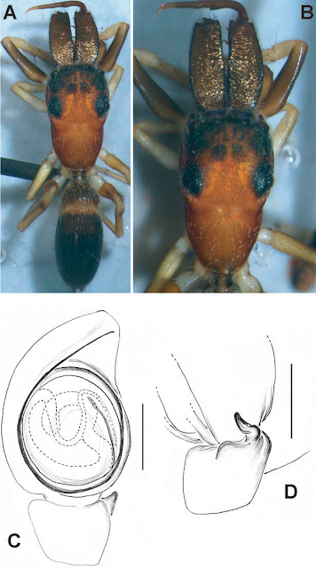 ant_like_jumping_spiders_in_Sri_Lankablog