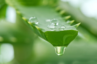 usos aloe vera