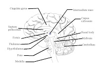 Brain Function Diagram Brain Function Diagram