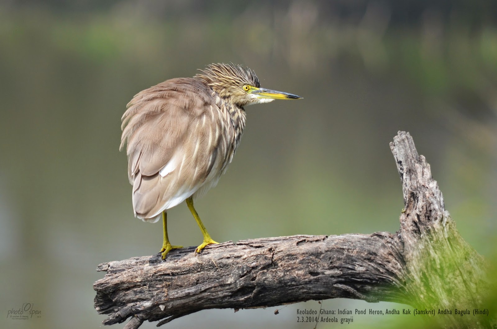 Indian Pond Heron Ardeola grayii Photo Span