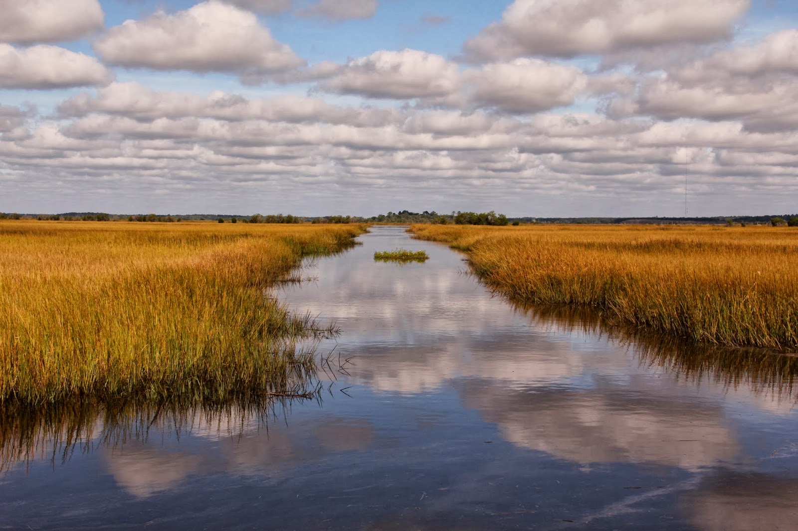 Naples and Hartford in Season Carolina Marsh