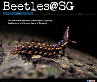 Beetles@SG Website