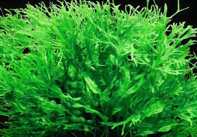 Microsorum Pteropus Windelov