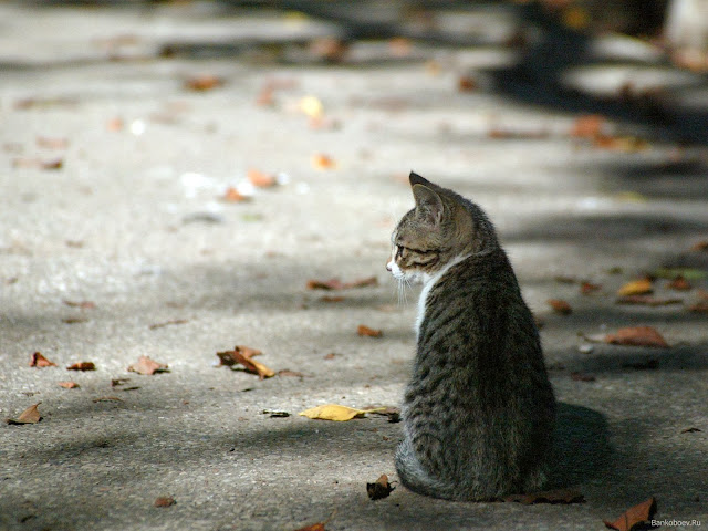 Bankoboev.Ru_kotenok_na_asfalte.jpg