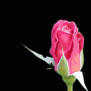 Flores Hermosas Naturales Gif Flores Imagenes Gratis imagenes png, graficos, imagenes predisenadas, texturas, fondos, fotos y archivos psd. flores imagenes