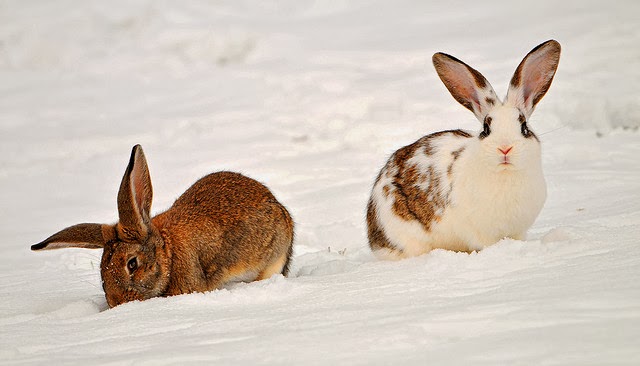 bunnies pics Snow