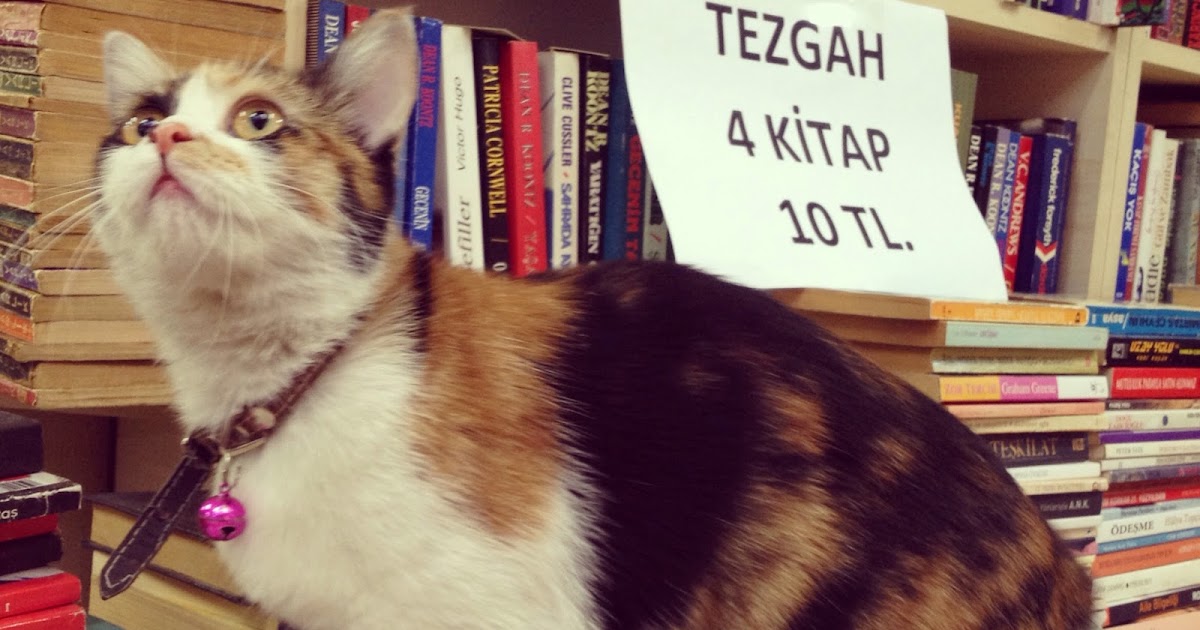 Ege�nin Laciverti Kitap Okuyan Kedi