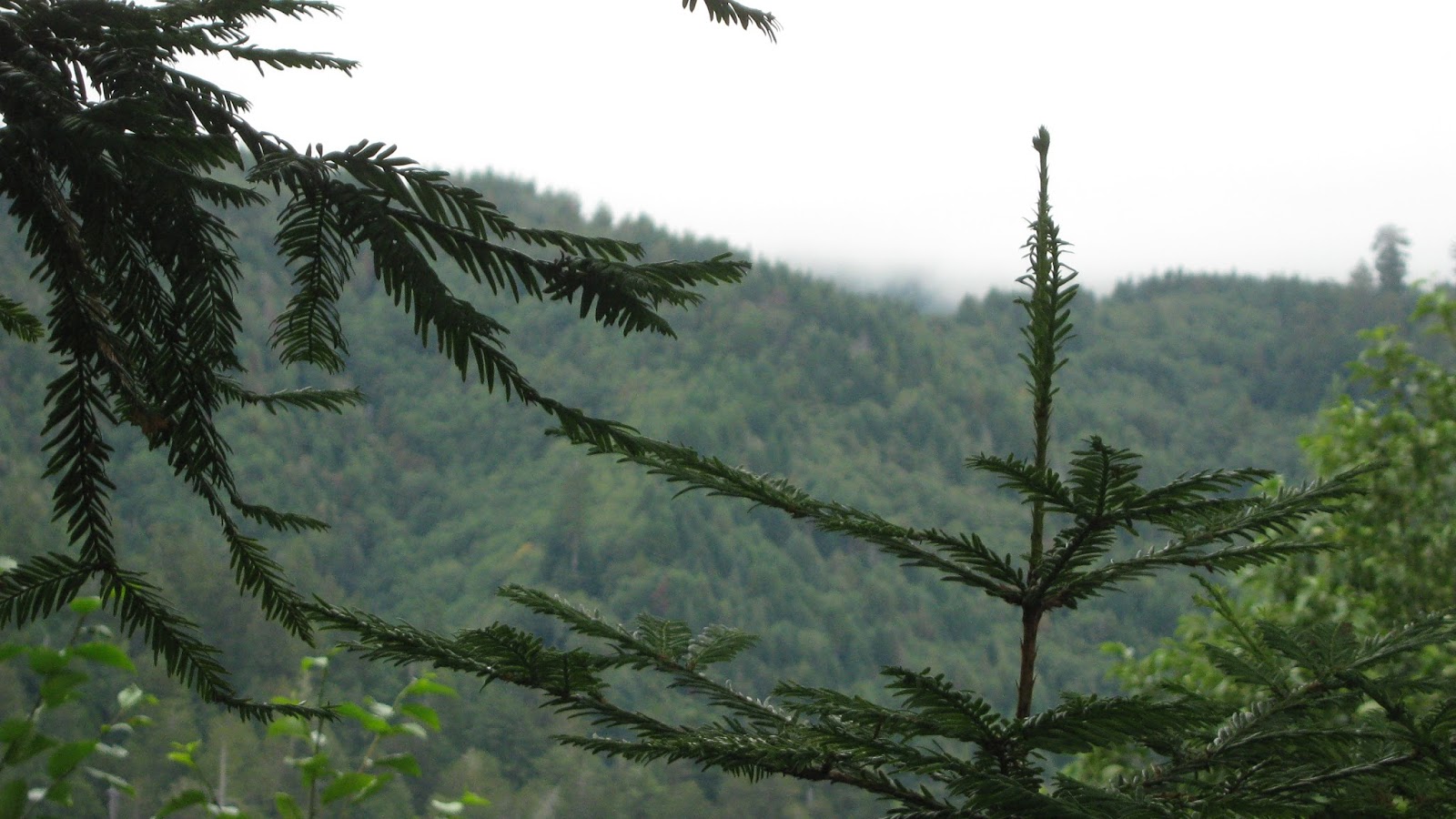 Ziplining Across the USA Wednesday August 21 Trees of Mystery and Sky