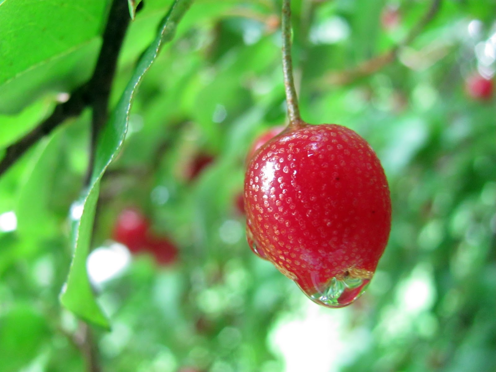 curving back picking goumi berries