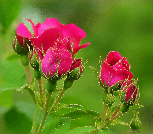 Pink Roses Gif ~ Rose Fans - Red Roses, White Roses, Pink Roses, Black