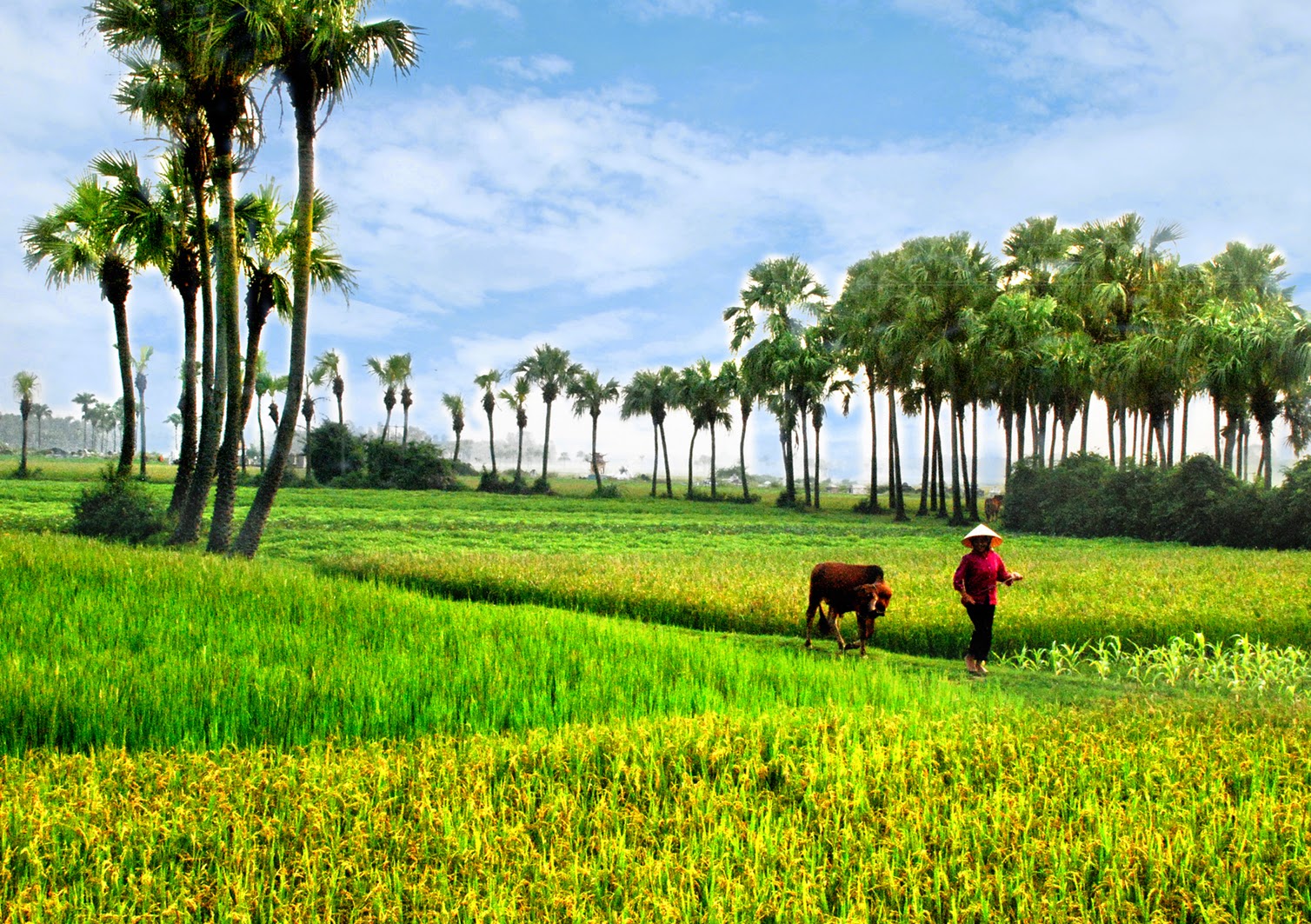 Ảnh đẹp đồng quê Ảnh đẹp đồng quê
